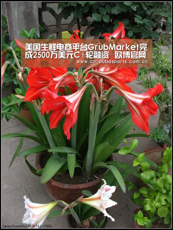 欧博娱乐