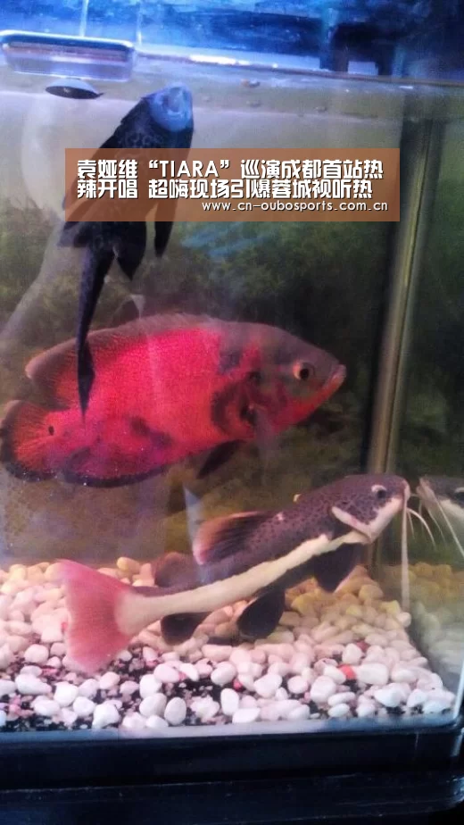 欧博娱乐